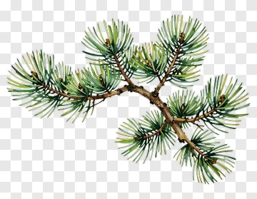 Pine Tree Branch With Green Needles PNG