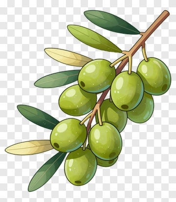 Cartoon Olive Branch With Green Olives PNG