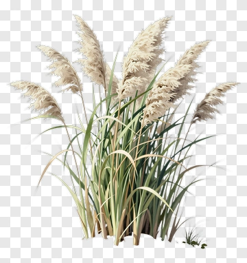 Pampas Grass PNG