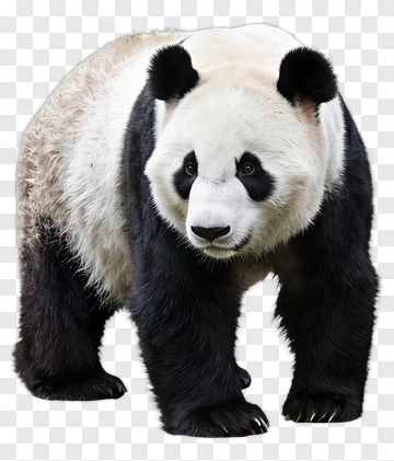 Panda Standing In A Natural Pose PNG