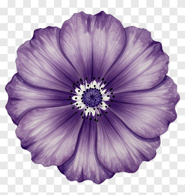 Purple Flower PNG