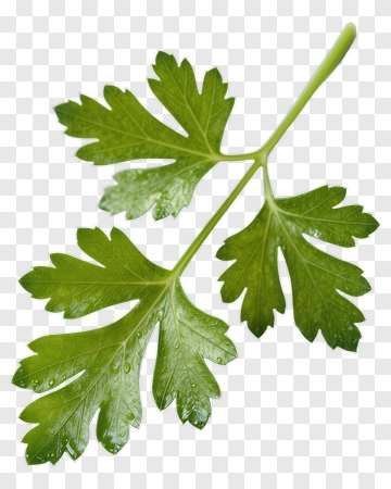 Fresh Green Cilantro Leaf PNG