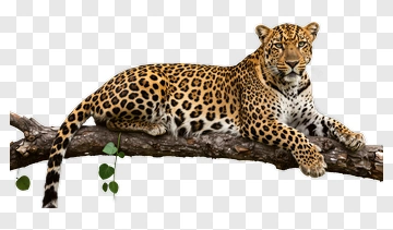 Leopard Lying On A Branch PNG