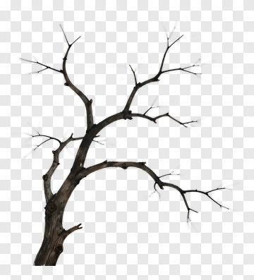 Bare Tree Branches PNG