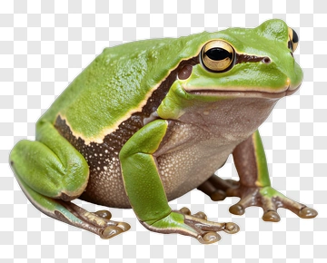 Green Frog Sitting On A Surface PNG