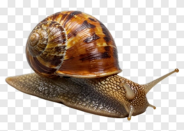 Brown Snail On A Surface PNG