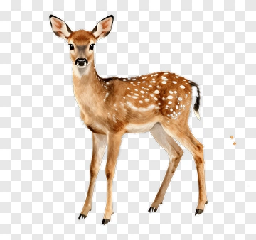Fawn Standing In A Natural Pose PNG