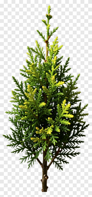 Green Tree With Yellow Tips PNG