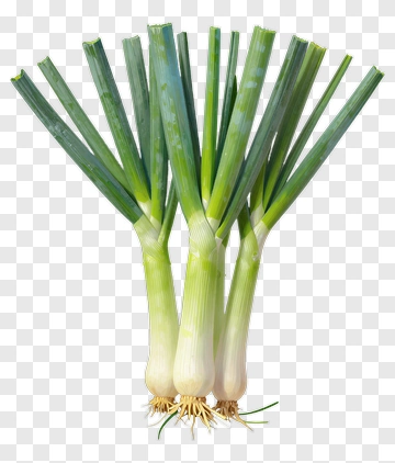 Fresh Green Onions Bunch PNG