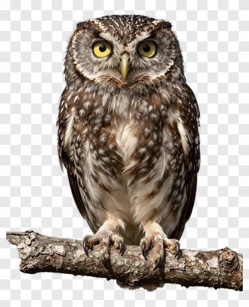 Realistic Owl Perched On A Branch PNG