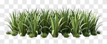 Lush Green Grass PNG
