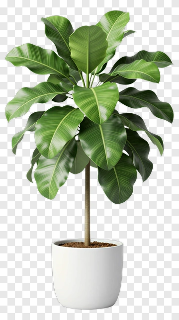 Ficus Plant In White Pot PNG