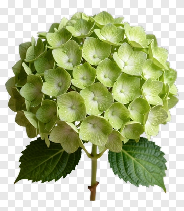 Hydrangea Flower With Green Leaves PNG