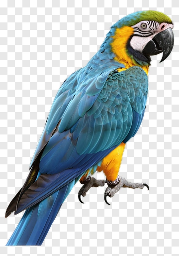 Blue And Yellow Macaw Parrot PNG