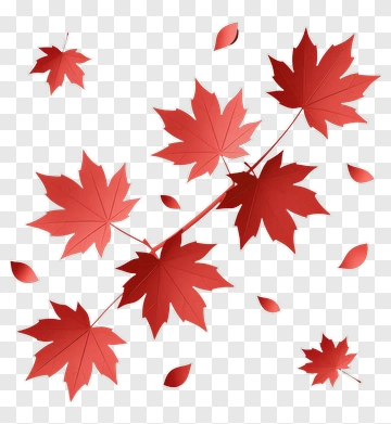 Red Maple Leaves PNG