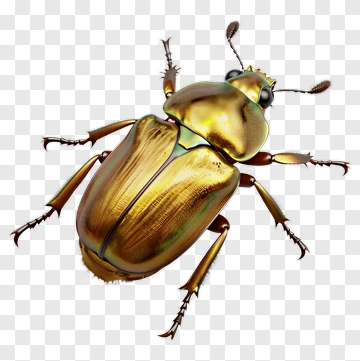 Golden Beetle PNG
