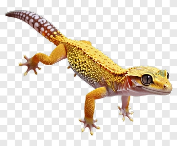 Leopard Gecko With Distinctive Patterns PNG