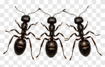 Black Ants Group PNG