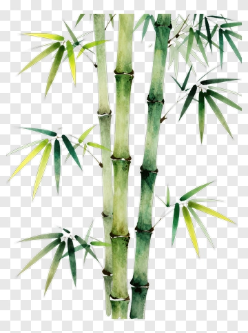 Watercolor Bamboo Plant PNG