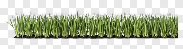 Artificial Grass Turf PNG