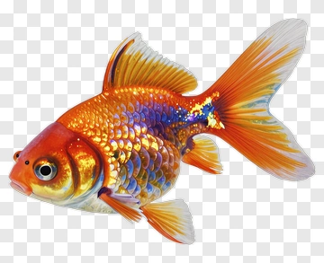 Colorful Goldfish PNG