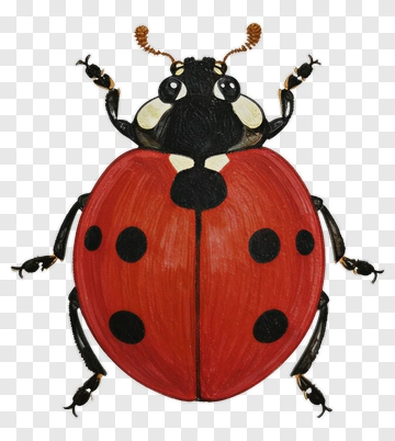 Cartoon Ladybug PNG