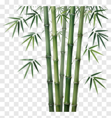 Bamboo Plant PNG