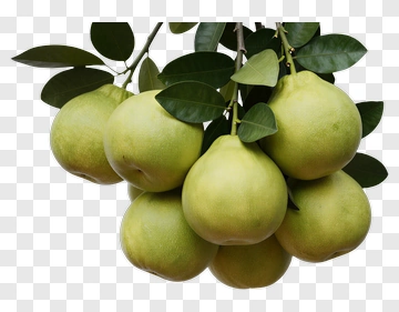 Group Of Green Pears On A Branch PNG