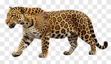 Realistic Leopard Walking PNG