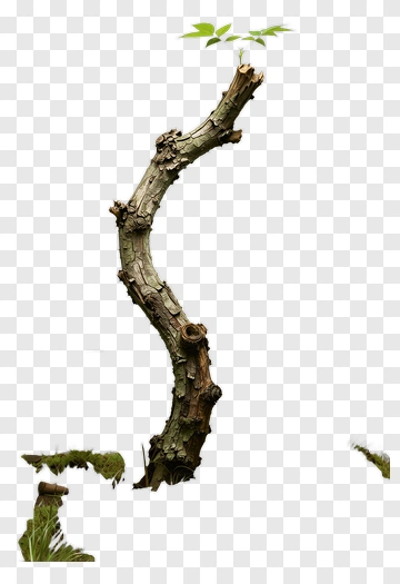 Curved Tree Branch With Green Leaves PNG