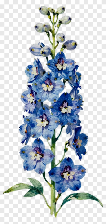 Blue Delphinium Flower PNG