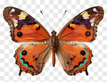 Colorful Butterfly With Orange Wings PNG