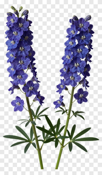 Purple Flower With Green Leaves PNG
