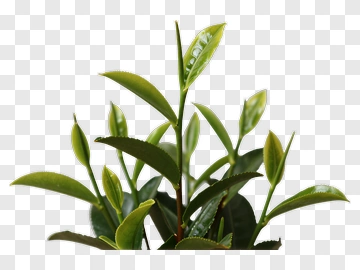 Tea Plant With Fresh Green Leaves PNG