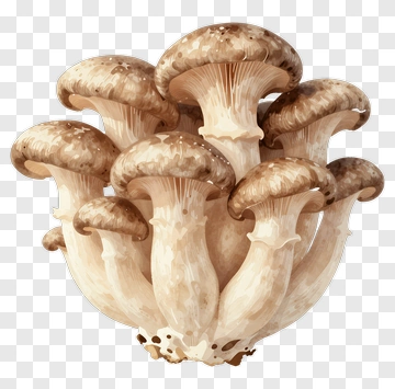 Mushroom Cluster PNG