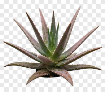 Aloe Vera Plant PNG