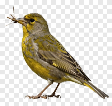 Green Bird Holding Insect PNG