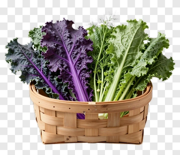 Basket Of Fresh Kale PNG