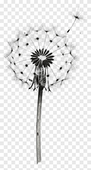 Dandelion Seed Head With Floating Seeds PNG