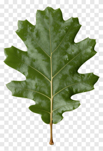 Green Oak Leaf PNG