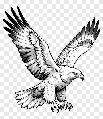 Black And White Eagle In Flight PNG