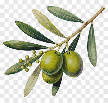 Olive Branch With Green Olives PNG