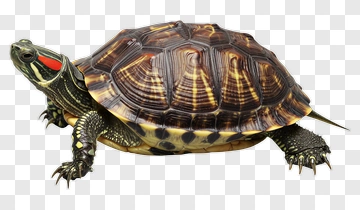 Red-Eared Slider Turtle PNG