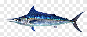 3D Swordfish PNG