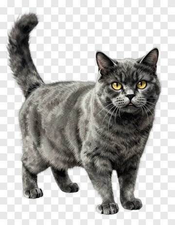 Gray Cat Standing PNG