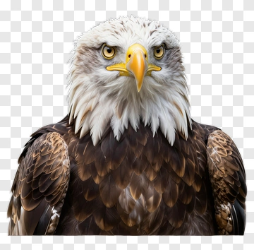 Bald Eagle Portrait PNG