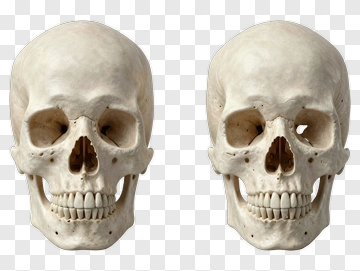Human Skull Anatomy Model PNG