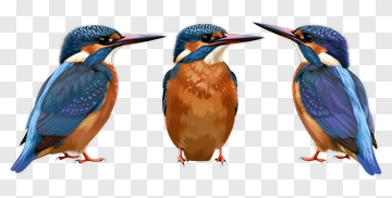 Colorful Kingfisher Bird PNG