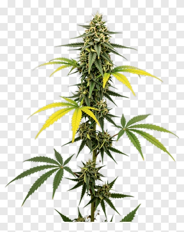 Cannabis Plant PNG