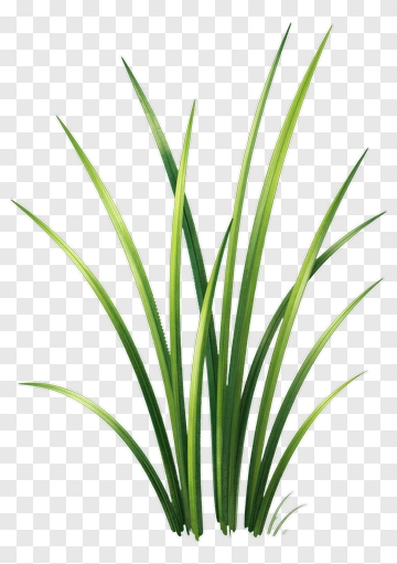 Green Grass PNG